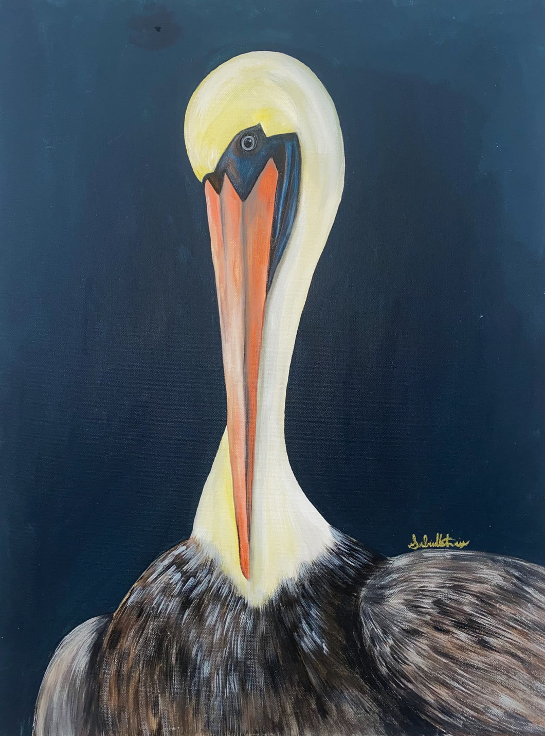 Large Brown Pelican